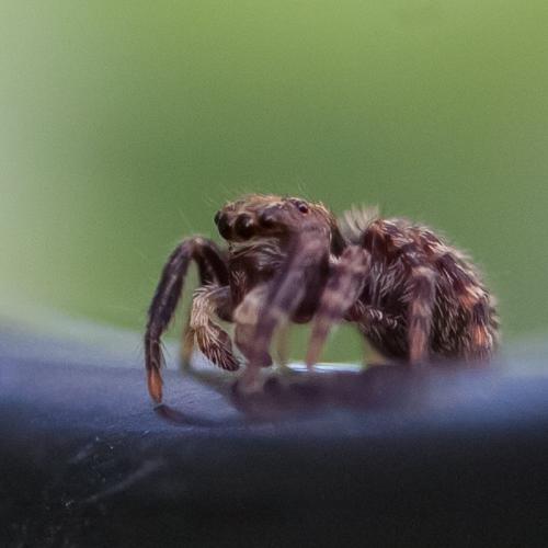 Réf. 129 302 : Pseudeuophrys erratica
