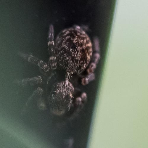 Réf. 129 301 : Pseudeuophrys erratica