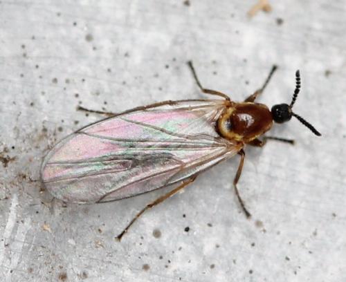 Apiloscatopse flavicollis