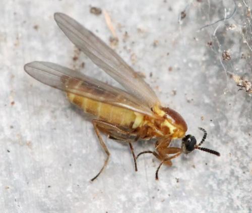 Apiloscatopse flavicollis
