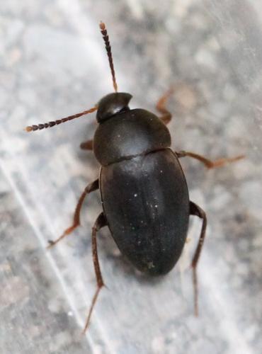 Réf. 129 428 : Catops sp.