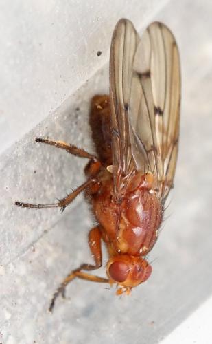 Réf. 129 528 : Neuroctena anilis