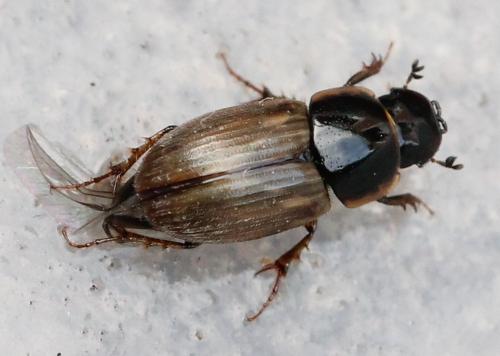 Melinopterus prodromus