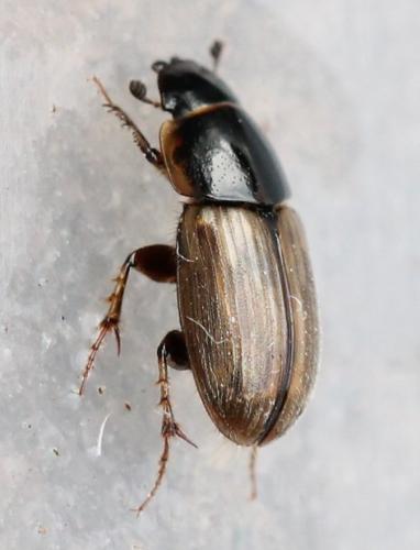Melinopterus prodromus