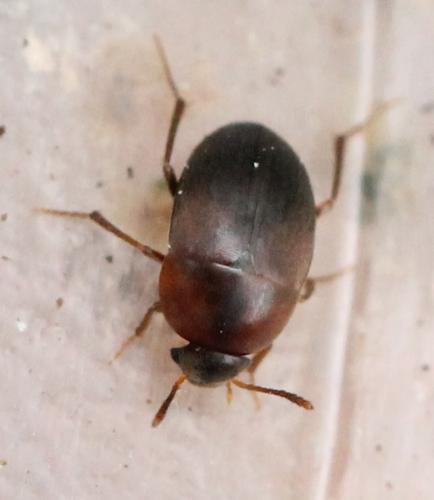Nargus velox