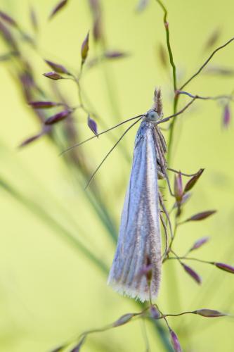 Réf. 129 011 : Crambus perlella