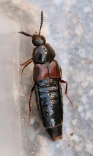 Réf. 129 646 : Aleochara curtula