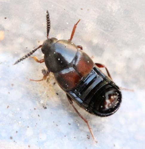 Réf. 129 647 : Aleochara curtula