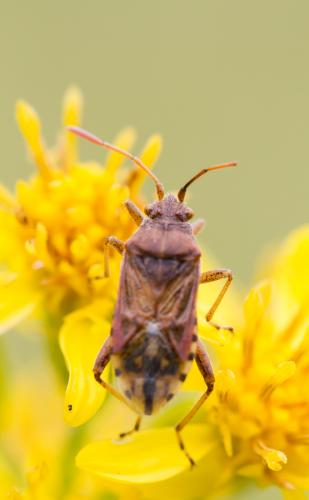 Stictopleurus sp.