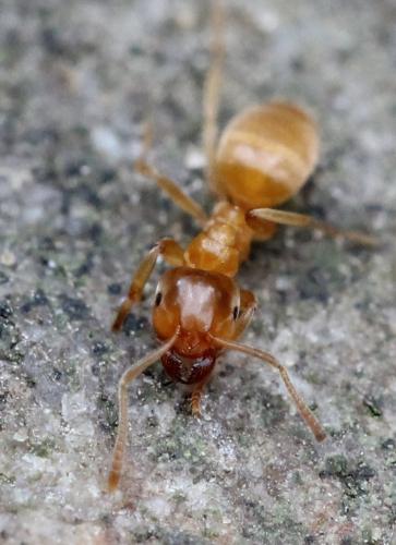 Lasius flavus