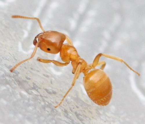 Lasius flavus