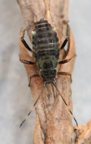 Réf. 129 988 : Symydobius oblongus
