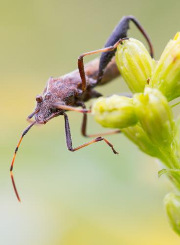 Camptopus lateralis