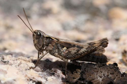 Réf. 129 738 : Chorthippus corsicus pascuorum