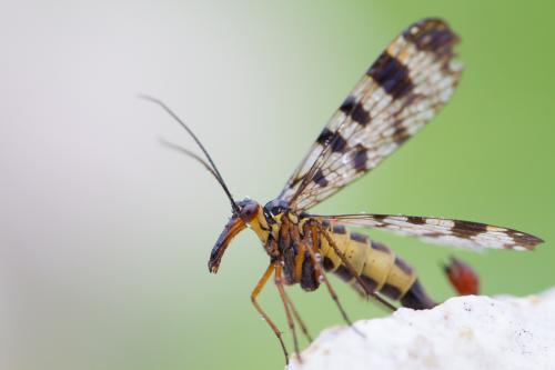 Réf. 129 290 : Panorpa meridionalis