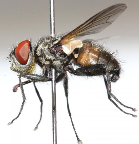 Opesia descendens