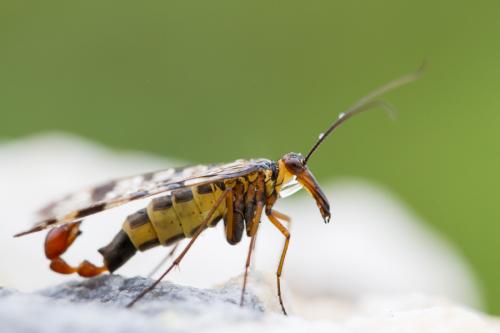 Panorpa meridionalis