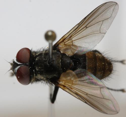Opesia descendens