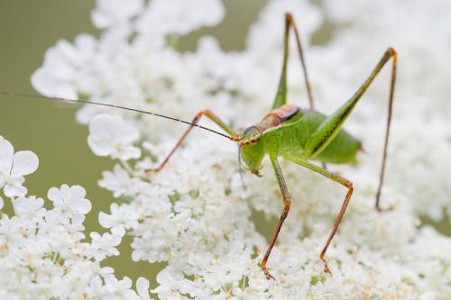 Leptophyes punctatissima