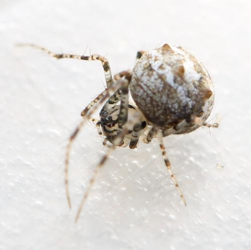 Ero aphana