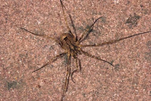 Odiellus spinosus
