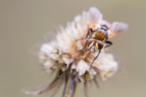 Gymnosoma sp.
