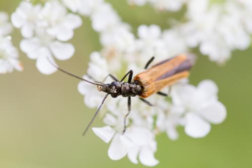 Oedemera femorata
