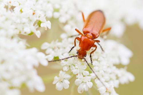 Réf. 129 369 : Rhagonycha fulva