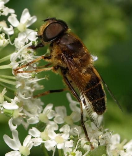Eristalis pertinax