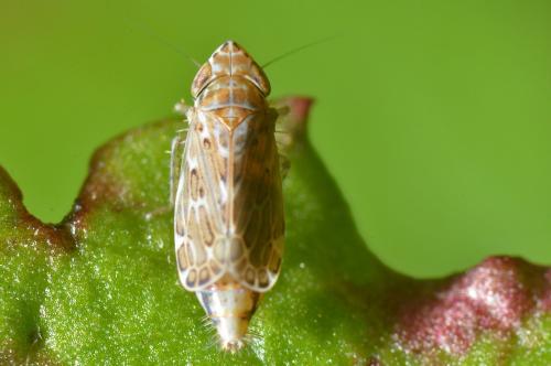Jassargus alpinus