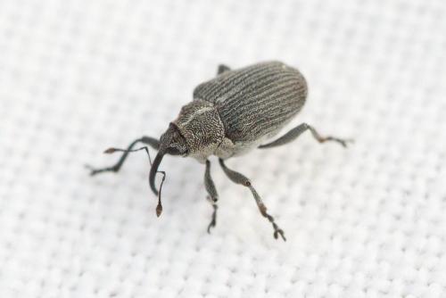 Réf. 129 885 : Ceutorhynchus sp.