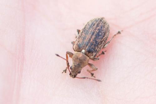 Phyllobius pyri