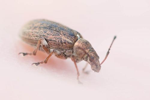 Phyllobius pyri