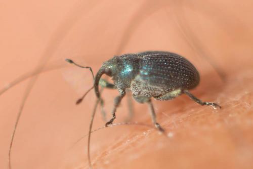 Ceutorhynchus sp.