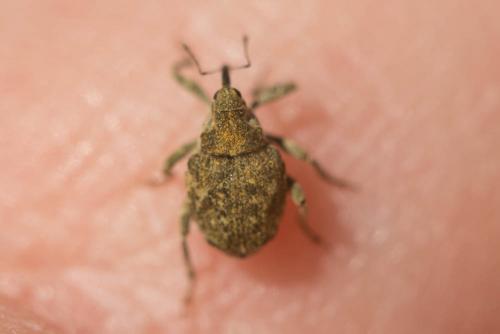 Réf. 129 888 : Parethelcus pollinarius