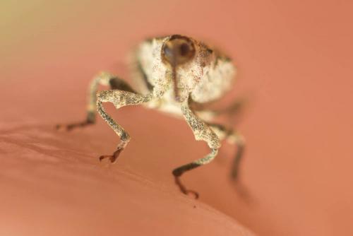 Réf. 129 890 : Parethelcus pollinarius