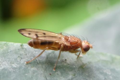 Opomyza florum