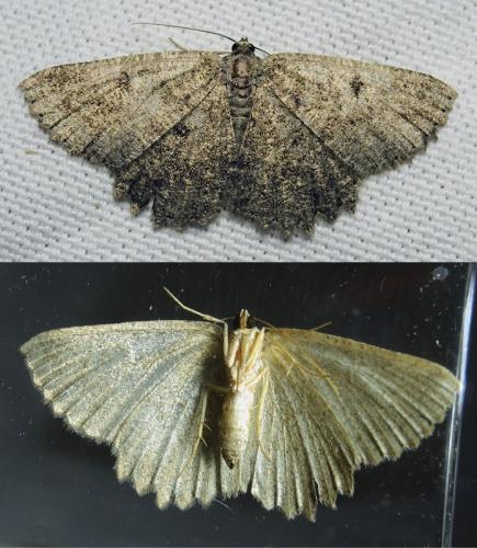 Charissa obscurata