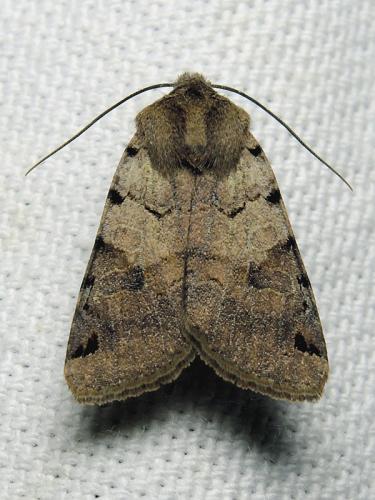 Réf. 129 305 : Agrochola litura