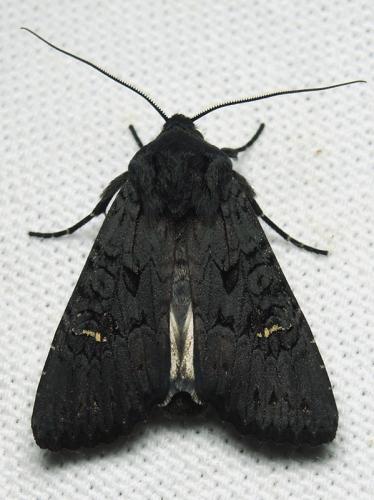 Aporophyla nigra