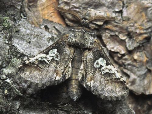 Réf. 129 316 : Diloba caeruleocephala