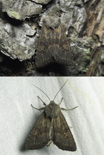 Réf. 129 309 : Aporophyla lueneburgensis