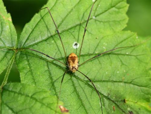 Réf. 129 542 : Leiobunum blackwallii