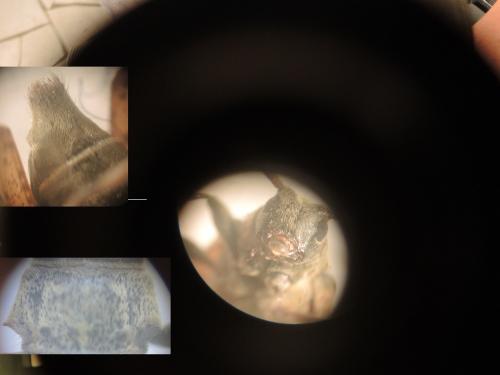 Leiopus sp.