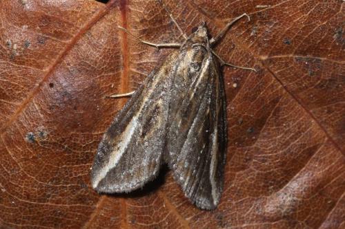 Chesias legatella
