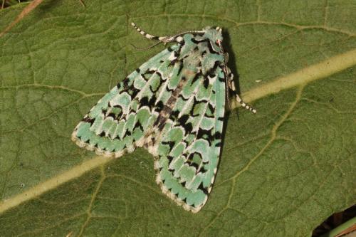 Griposia aprilina