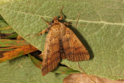 Réf. 129 756 : Agrochola sp.