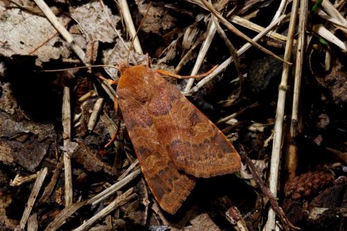 Réf. 129 790 : Agrochola helvola