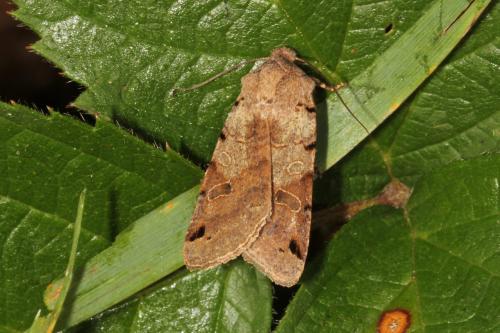 Réf. 129 661 : Agrochola litura