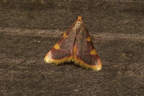 Hypsopygia costalis
